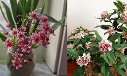 4 loại hoa có mùi thơm như nước xịt phòng, đặt trong nhà vừa sang vừa giúp thanh lọc không khí