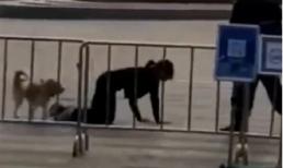 Dắt thú cưng đi dạo theo cách khác người, cô gái bị chỉ trích: 'Người không muốn làm lại muốn làm chó'