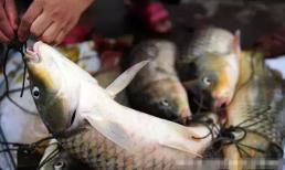 Ra chợ mua cá thì nhất định không được mua 4 loại cá này nhé!