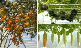 'Mẹ đảm' bật mí những điều cần biết để sở hữu giàn cây ăn quả sạch, sai lúc lỉu trong khu vườn 30 m2