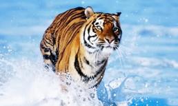 Cuối tuần này (15-16/1), top 3 con giáp may mắn phát tài, đánh đâu thắng đó, tiền đồ tươi sáng, tình duyên nở hoa