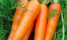 Ăn cà rốt thường xuyên rất tốt cho sức khỏe, nhưng đừng ăn cùng thứ này, bạn sẽ mắc bệnh chứ đừng nói là bổ dưỡng