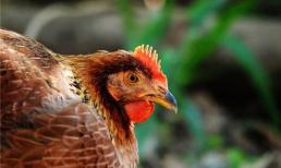 Bộ phận 'bẩn' nhất trên con gà được 'phủ' ký sinh trùng, giá không hề rẻ mà bạn vẫn ăn?