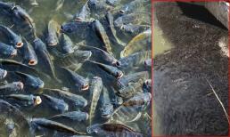 Một số lượng lớn cá ở sông Tama, Nhật Bản bơi theo hình xoắn ốc bầy đàn kỳ lạ, khiến dân mạng khiếp sợ: Ảnh hưởng của sóng thần?
