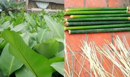 Cách chọn lá dong và lạt chuẩn để gói bánh chưng không phải ai cũng biết 