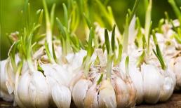 Hóa ra bảo quản tỏi đơn giản như vậy, mùa đông không lo bị thối rữa hay mọc mầm