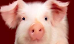 10 ngày cuối tháng 1/2022: 3 con giáp phúc khí bủa vây, làm gì cũng hanh thông thuận lợi, tài lộc ùn ùn kéo về