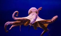 Bạch tuộc có chỉ số IQ thế nào mà nhiều nhà khoa học cho rằng nó không phải sinh vật trái đất? 