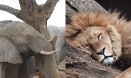 Tại sao voi 1 ngày chỉ cần ngủ 2 tiếng đồng hồ? Có phải muốn dành thời gian nhiều hơn để ăn?