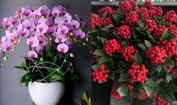 Cảnh giác với 4 loại hoa 'tốn kém' khi mua hoa dịp Tết Nguyên Đán