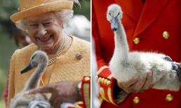 Nữ hoàng Elizabeth đau buồn sau khi thiên nga của bà chết vì bệnh cúm gia cầm