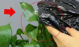 Đắp túi ni lông lên cây hoa không ngờ lại 'thần kỳ' như vậy! Nhiều người không biết đó là gì. Hàng xóm thấy thi nhau học hỏi