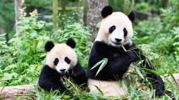 'Ăn chay' như gấu trúc vẫn không thoát nổi 'kiếp béo', cuối cùng các nhà khoa học cũng tìm được ra nguyên nhân thực sự