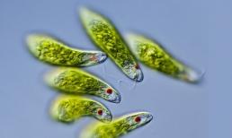 Sống ký sinh là gì? Nghĩa bóng của của sống ký sinh mà giới trẻ hay nhắc tới?