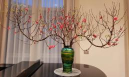 Những điều đặc biệt tối kỵ khi chơi hoa, cây cảnh ngày Tết