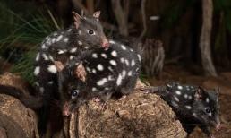 Loài vật có thời gian giao phối lâu nhất đến 14 giờ và con đực sẽ chết ngay khi quá trình kết thúc