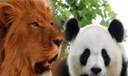 Tại sao hổ và sư tử lại thà nhịn đói hơn là ăn thịt gấu trúc? Chuyên gia: Hãy xem tổ tiên của gấu trúc được gọi là gì!