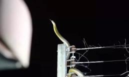 Giải cứu rắn hổ mang chúa khổng lồ mắc kẹt trên cột điện ở Thái Lan
