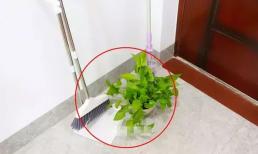 Cố gắng đừng đặt 4 thứ này trước cửa nhà, đừng coi thường, xem nhà bạn có 'phạm phải' không