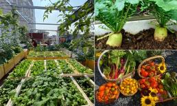 Muốn trồng rau xanh, cà chua và cây ăn quả tươi tốt, sai trĩu trong thùng xốp nhất định nên biết một số mẹo này