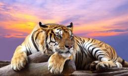 3 con giáp may mắn bậc nhất trong dịp Tết Nhâm Dần 2022, tiền đếm mỏi tay, một bước thành đại gia