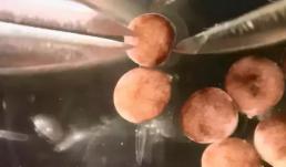 Robot sống của Mỹ có thể 'có con', liệu có thể thay thế con người trong tương lai? 