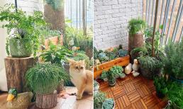 Trồng hoa, cây cảnh ở ban công có diện tích nhỏ hẹp cần lưu ý những gì để cây xanh tốt, không bị lụi