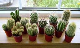 4 loại cây phá tài tán lộc, gia chủ nhất định không được đặt trong nhà dịp Tết Nhâm Dần 2022