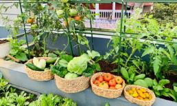 Từ A - Z những điểm cần lưu ý khi trồng rau trên sân thượng: Ở khâu thu hoạch cũng phải có mẹo để cây không bị chột, trái hỏng