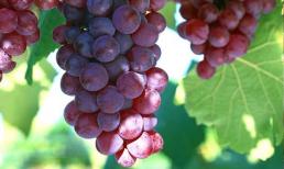 10 loại hoa quả được mệnh danh là 'Top 10 chống ung thư' 