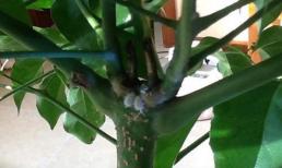 Có rất nhiều côn trùng nhỏ trên cây, tìm hiểu và nắm vững 4 phương pháp diệt trừ sâu bọ, học trong 5 phút