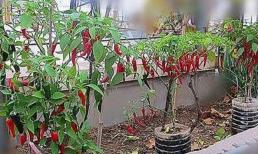 Hai loại 'rau' này thích hợp trồng tại nhà, chỉ cần một can dầu trống là có thể làm được, không lo thiếu rau tươi để ăn