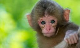 Tuần mới (7 - 13/2): 3 con giáp cần cẩn trọng bởi hung vận vẫn luôn rình rập, chỉ cần lơ là sẽ rước họa vào thân