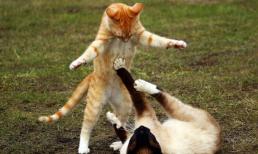 Sau khi hai con mèo giao phối, tại sao mèo cái lăn lộn trên mặt đất, cuối cùng quay đầu tấn công mèo đực?