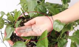 Rắc một nắm vào lọ hoa, sâu bọ sẽ không dám bén mảng đến nữa, hoa và cây cỏ cũng không cần xịt nữa, bạn hãy thử khi về nhà nhé!