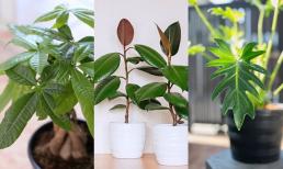 7 cây may mắn năm 2022 giúp gia chủ phát tài và phú quý