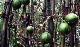 Loại tre này cứ 50 năm mới nở hoa ra quả một lần, nhưng mỗi lần nở hoa lại thu hút lượng lớn chuột