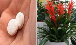 Bón 3 loại “thuốc” này vào đất thì hoa lá, cây cối không bị vàng lá héo úa, mọc tua tủa đầy chậu, hoa nào cũng “vượng”