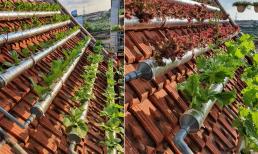 Mùa dịch, người chồng tự tay thiết kế khu vực trồng rau trên mái ngói cung cấp thực phẩm sạch cho gia đình