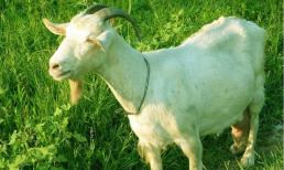 Từ ngày 10/2 đến 20/2, điềm lành báo trước, ba con giáp không chỉ vận may tăng vọt mà còn có đột phá trong sự nghiệp