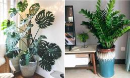 7 loại cây cảnh phát triển tươi tốt dù không có ánh sáng, chưng trong phòng khách là vượng phu ích tử