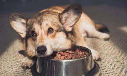 Một con chó cần ăn bao nhiêu trong một bữa? Cơm hay thức ăn cho chó sẽ tốt hơn?