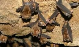 7 loại động vật không mời mà đến 'Là điềm lành', đừng xua đuổi chúng, hãy cẩn thận để đón những điều may mắn