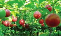 Chanh dây trồng tại nhà chỉ ra hoa và không kết trái, mách bạn phương pháp nhỏ, 15 ngày nữa là ra hoa kết trái