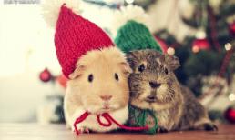 Người tuổi Tý sinh vào những tháng nào là người kiên quyết, thông minh và linh hoạt, sẽ gặp nhiều may mắn trong sự nghiệp vào năm 2022