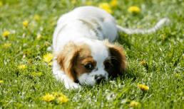 Chúc mừng 3 con giáp này, trong tháng 3 và tháng 4 năm 2022, họ sẽ xoay chuyển vận thế, ngày càng giàu sang, phú quý vạn sự như ý!