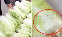 Những đốm đen đó trên lá cải thảo là gì? Bạn có thể ăn nó? Cuối cùng tôi đã tìm ra câu trả lời