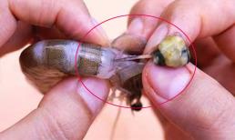 Đừng dùng tăm để loại bỏ đường chỉ tôm, đây là cách xử lý chính xác, cứ sau 5 giây, dây tôm, óc tôm và túi tôm được làm sạch một lần