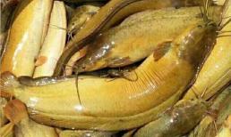 Hãy ngừng ăn 4 loại cá này, chúng có thể chứa formaldehyde và kim loại nặng, nên thông tin lại cho gia đình bạn biết