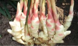 Bỏ 1 củ 'gừng' vào chậu, 2 tháng nữa nó sẽ mọc thành búi, trông đẹp hơn cả cây cảnh, lại có thể sử dụng sau 3 tháng